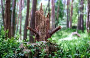 tree felling