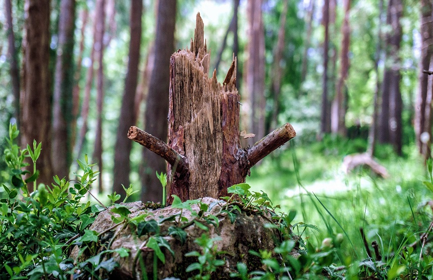 tree felling
